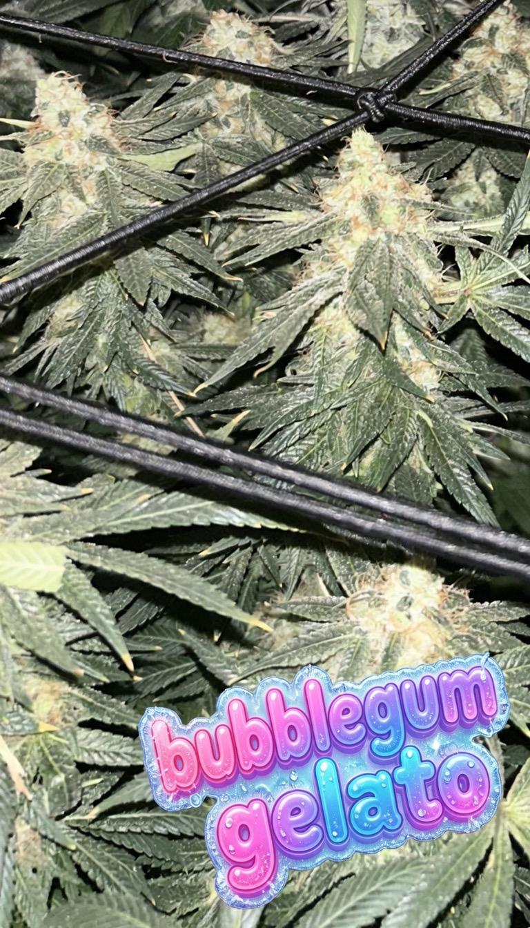 Bubblegum Gelato - Barneys Farm X Backpackboyz