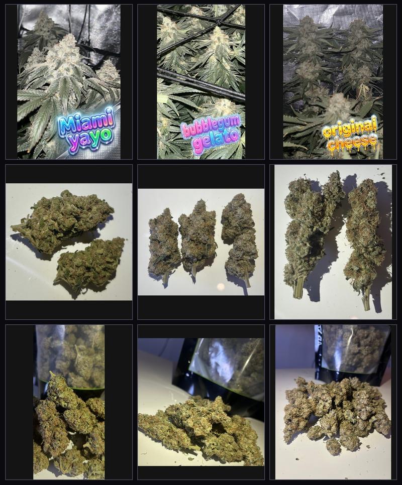 Sample Pack