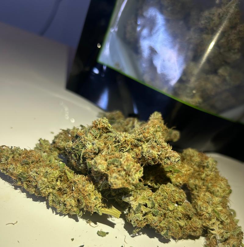 Bubblegum Gelato - Barneys Farm X Backpackboyz