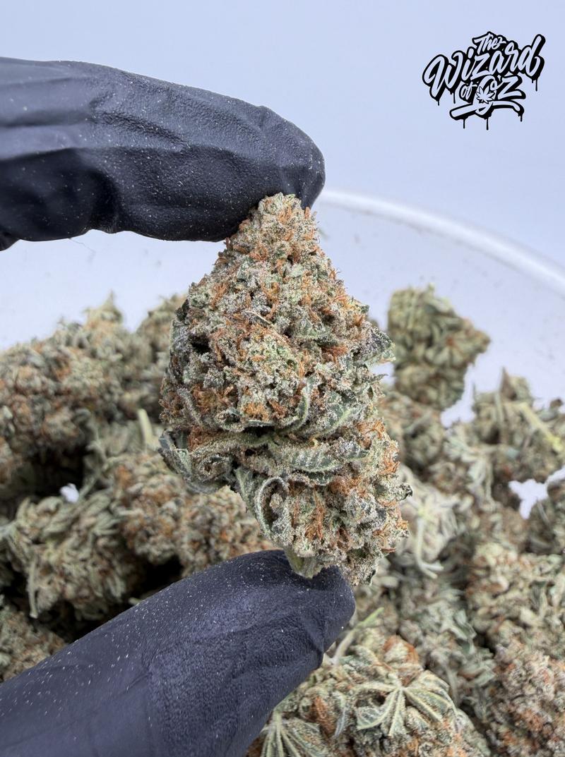 Star Dawg ⛽ 🌟