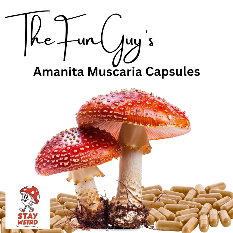 Amanita Muscaria (The Fly Agaric)