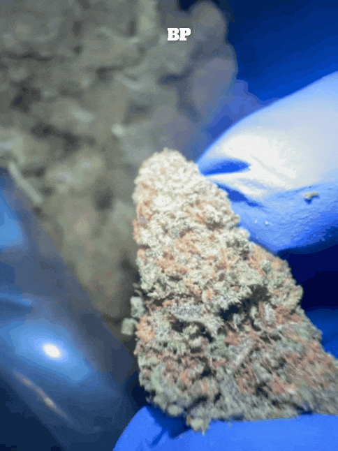 Cali Mids - Loose Import 🇺🇸