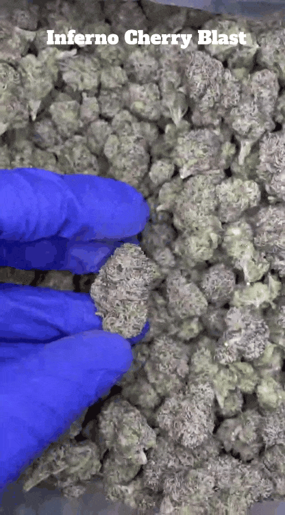 Top Shelf Exotics - Imported Loose Flower