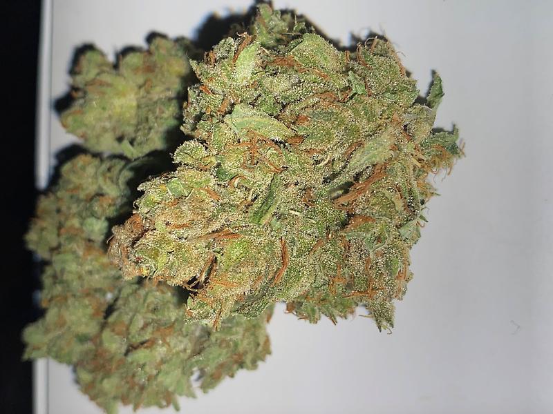 Mango Haze Sativa Dutch Import **FREE 1ST CLASS UK SHIP