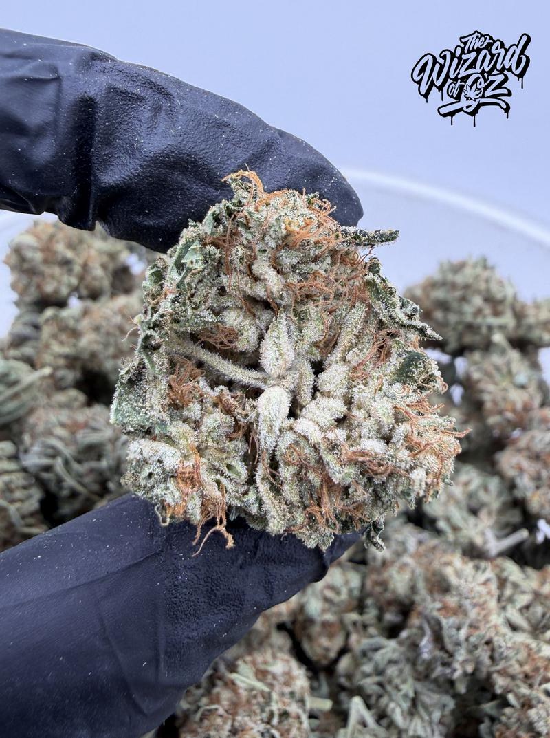 Star Dawg ⛽ 🌟
