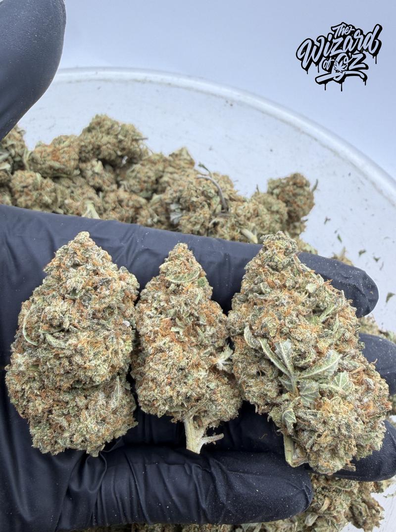 Star Dawg ⛽ 🌟