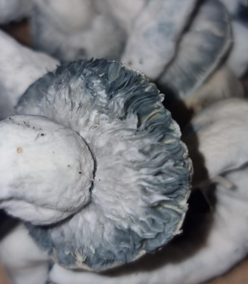 Jack Frost Mushrooms
