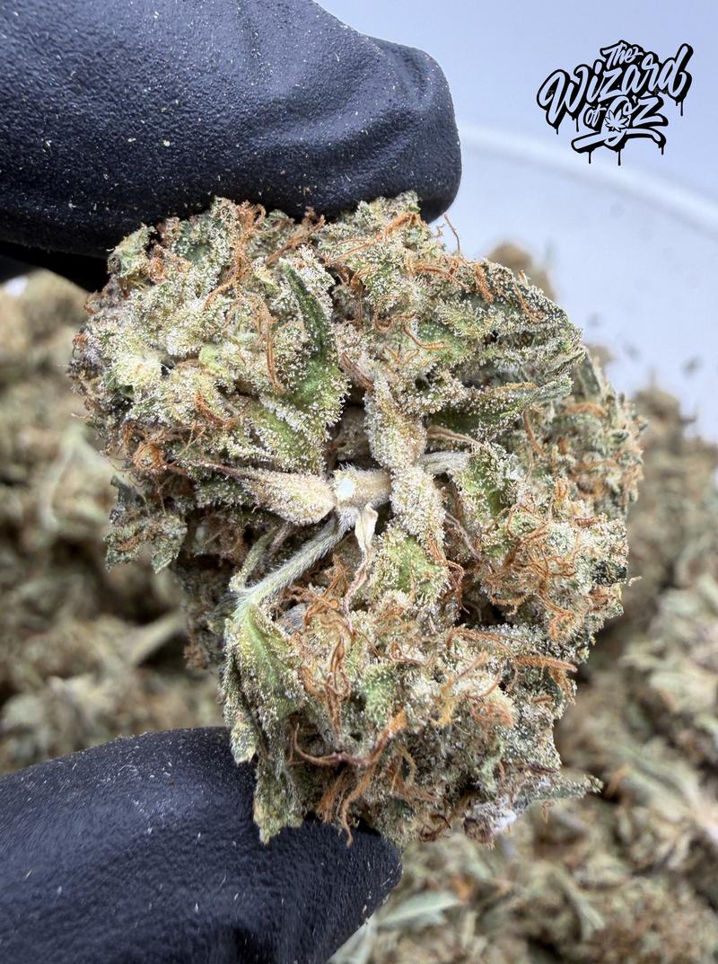 Star Dawg ⛽ 🌟