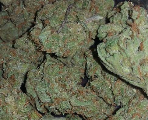 *SUPER SILVER* HAZE A* PREMIUM BUD