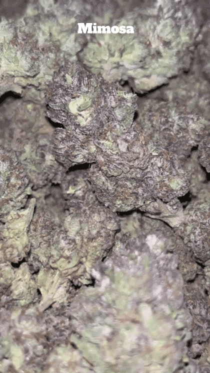 Cali Mids - Loose Import 🇺🇸