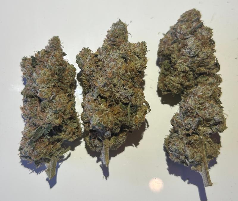 Miami Yayo - Cookies Seedbank
