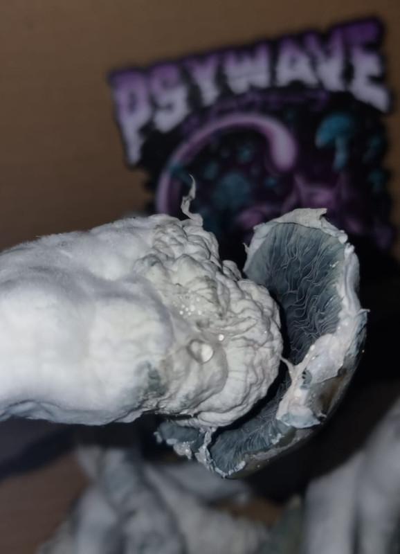 Hell Hound Mushrooms