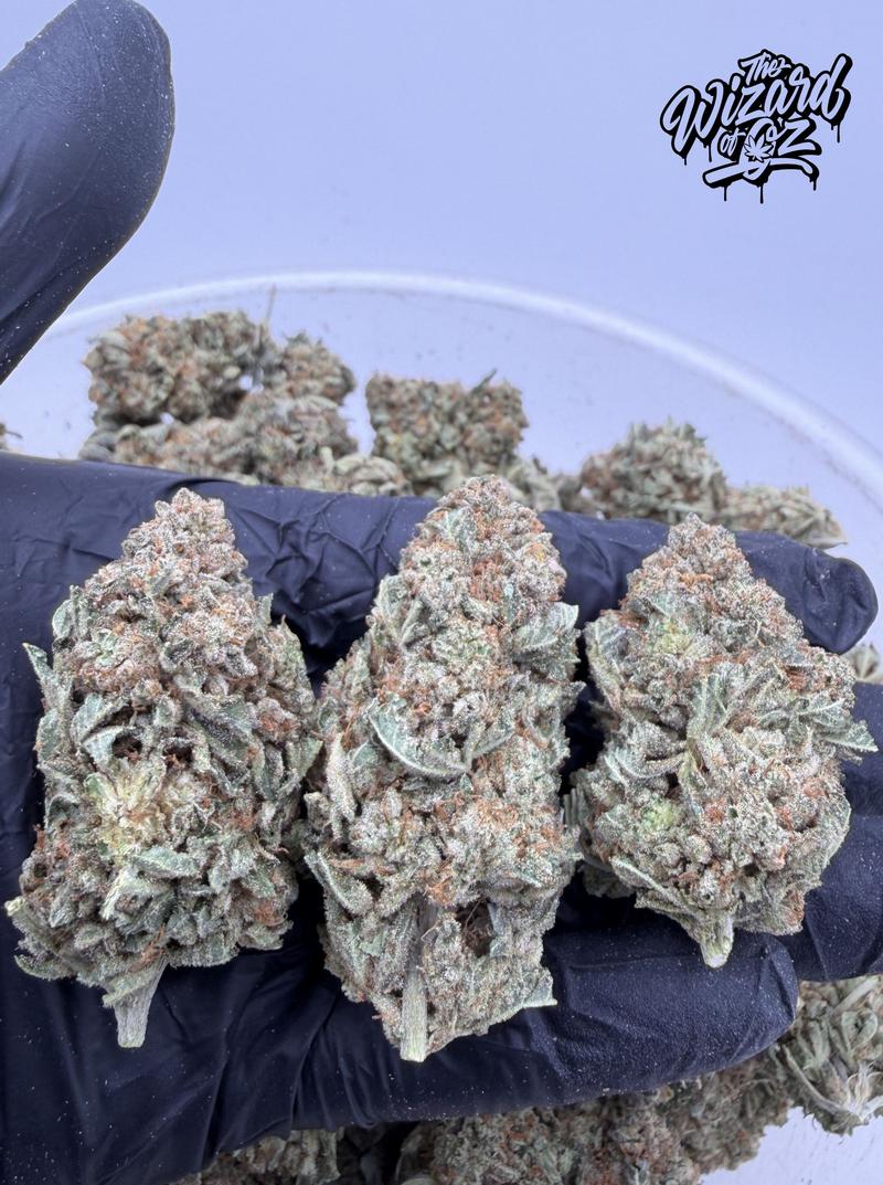 Star Dawg ⛽ 🌟