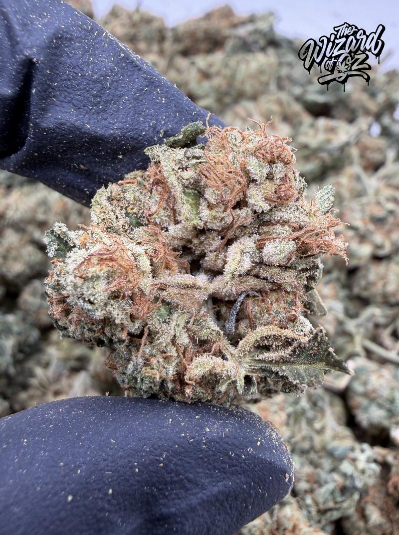 Star Dawg ⛽ 🌟