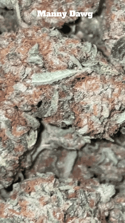 MANNY STARDAWG ⭐🐶