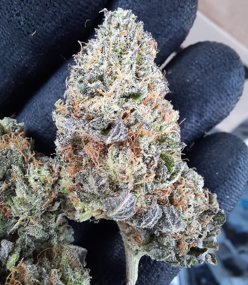 **SLURRICANE - (FREE RM 1ST CLASS DISPATCH)**