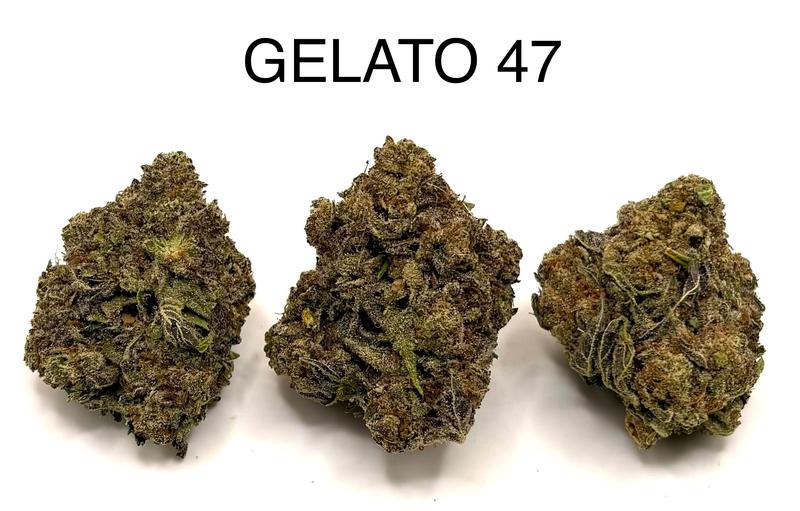 GELATO 47
