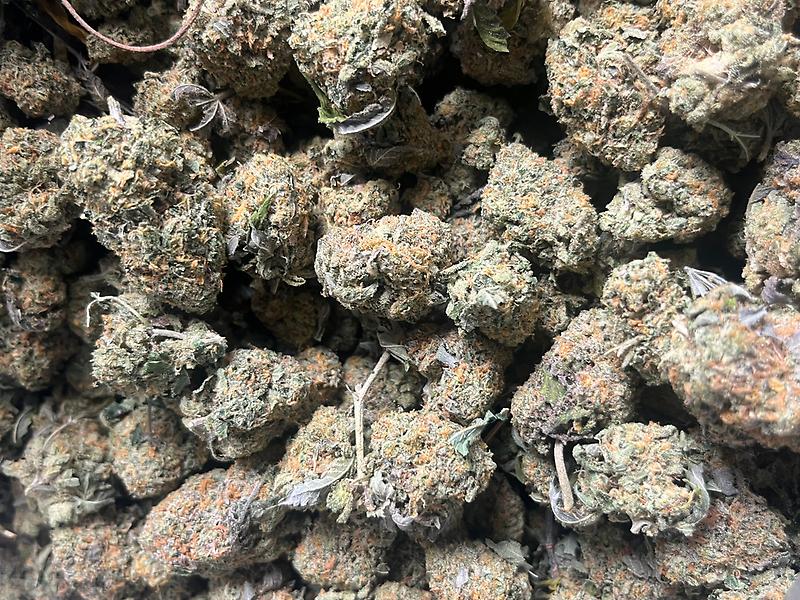 RS1 (Rainbow Sherbet)