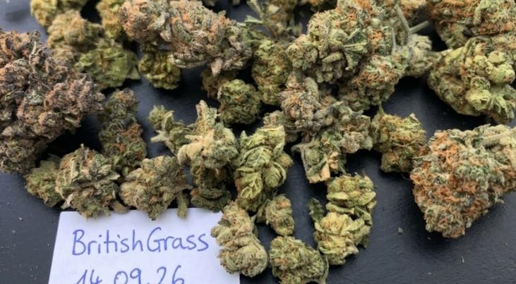 Mid Shelf Bud - random