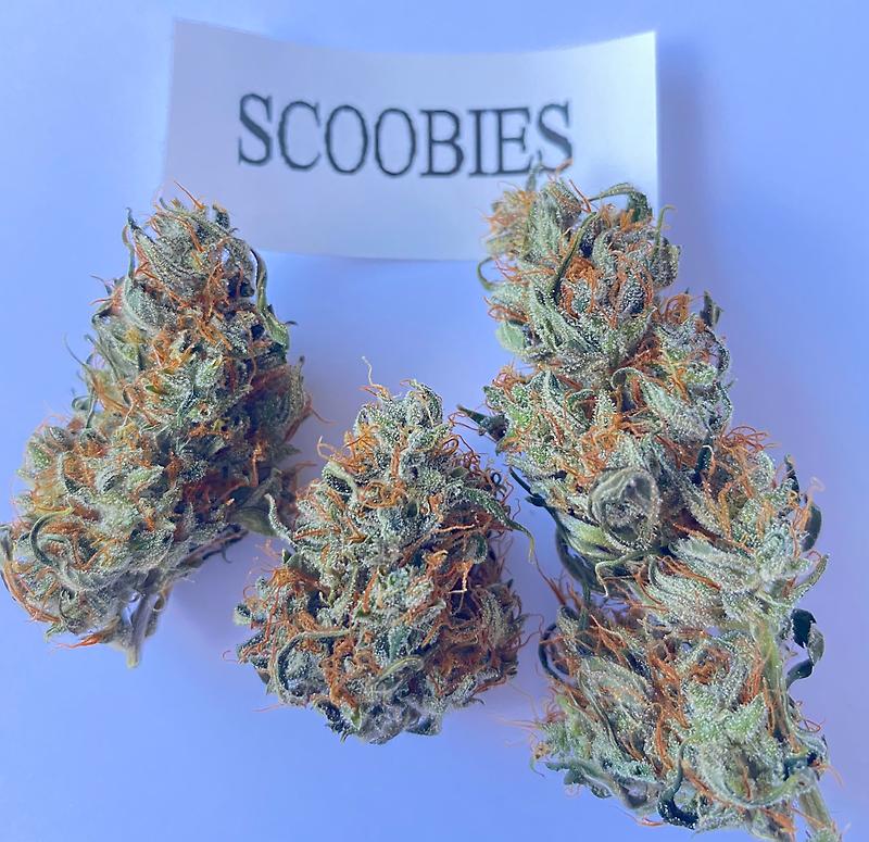 Barney's Farm DO-SI-DO - ORGANIC