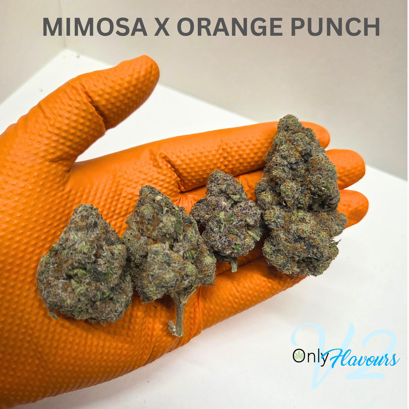 Mimosa x Orange Punch