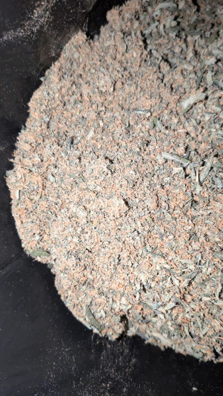 ⭐Stardog DUST🐶