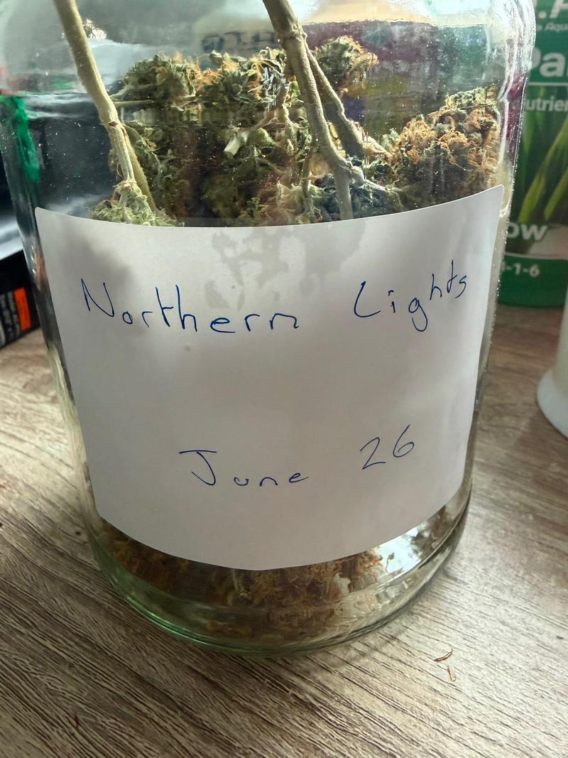 Northern Lights — UK Home Grown | Premium Indoor