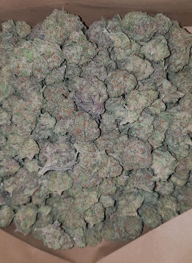 **MIMOSA - (FREE ROYAL MAIL 1ST CLASS DISPATCH)**