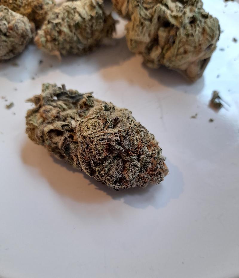 MIMOSA (PORTLAND IMPORT)