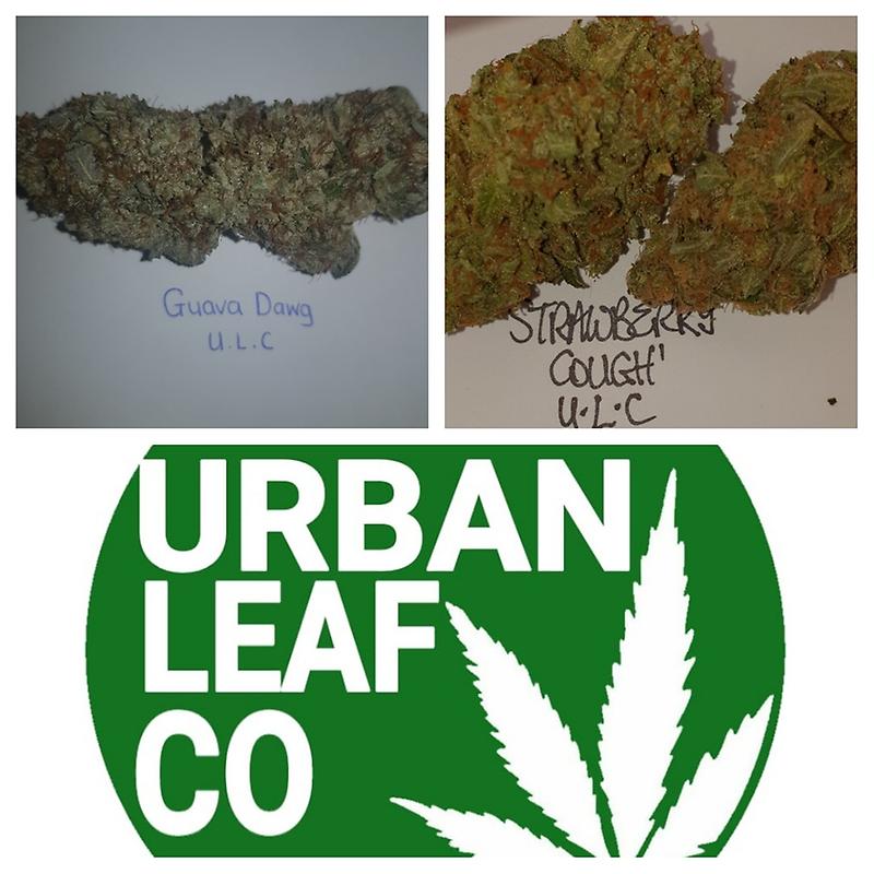 **2 STRAIN VARIETY PACK - (FREE RM 1ST CLASS)SC/GD