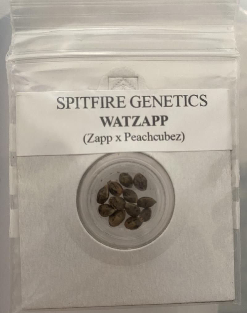 Spitfire Genetics