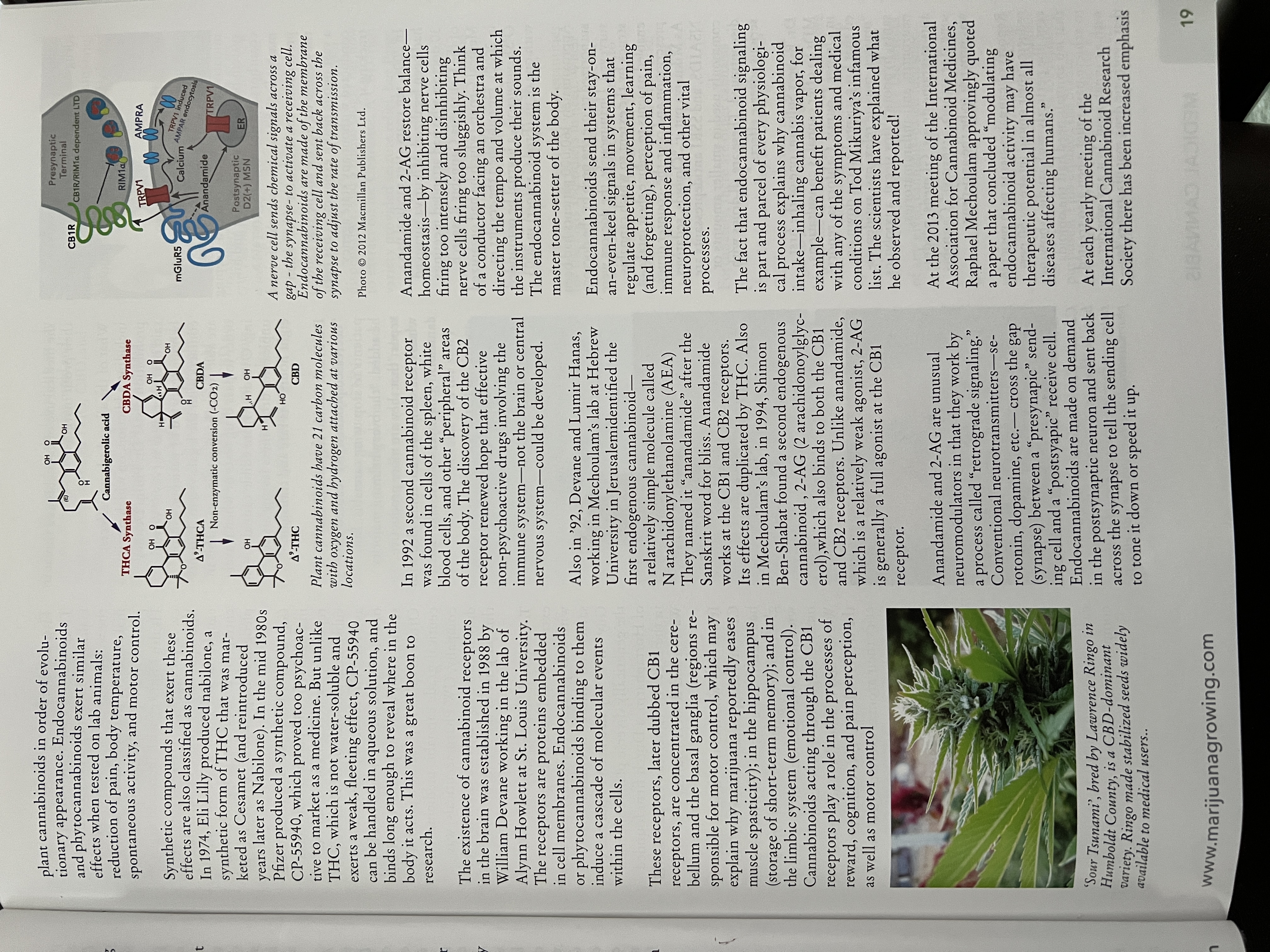 The Cannabis Encyclopaedia by J.C