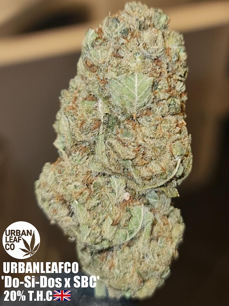 **DO-SI-DOS X SBC - (FREE RM 1ST CLASS)**