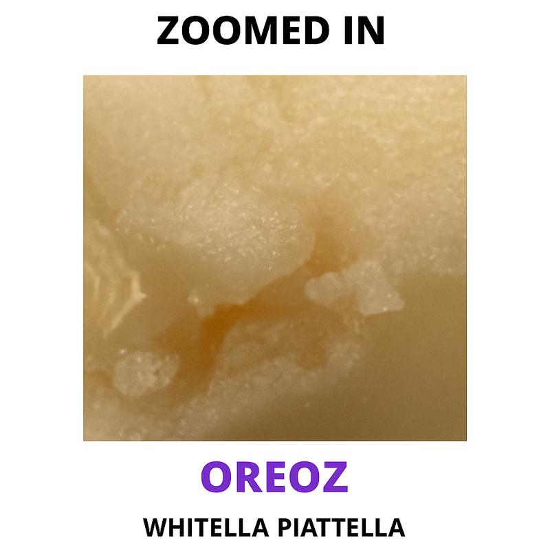 POUNDLAND’S PREMIUM HASH