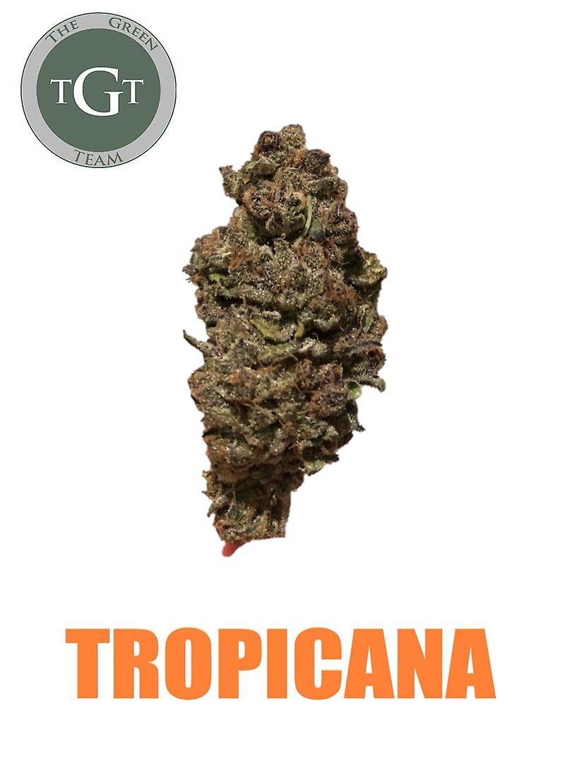 TROPICANA *EXCLUSIVE*