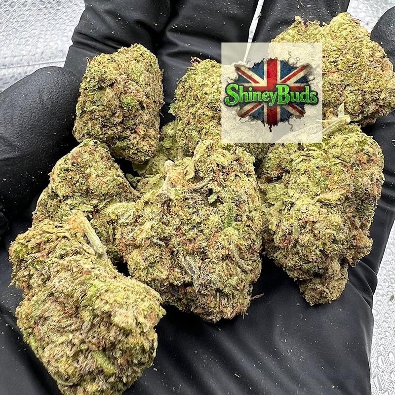 🇺🇸 Sugar Cookie (Mids)