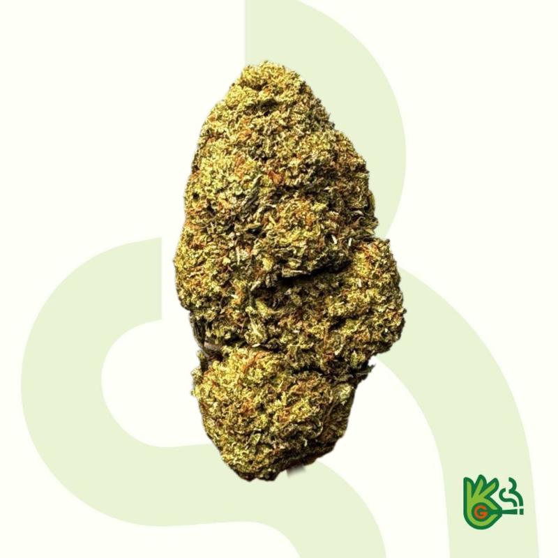 Gelato 47 *Fress Shipping*