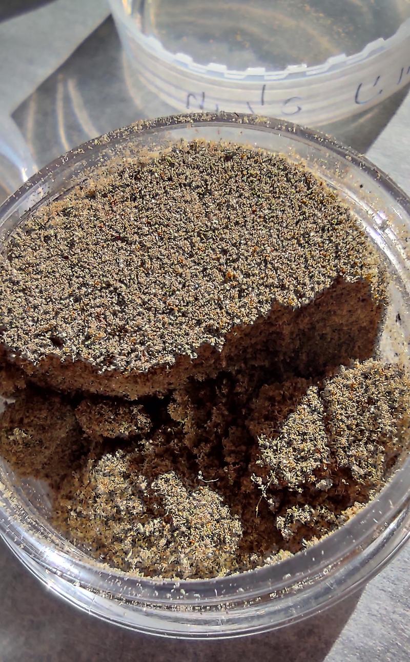 Kief - Hybrid Bud's Dry Sift *New Year's Special*