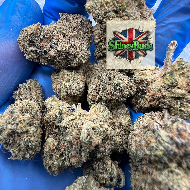 🇺🇸 Black Magic WIZARD TREES