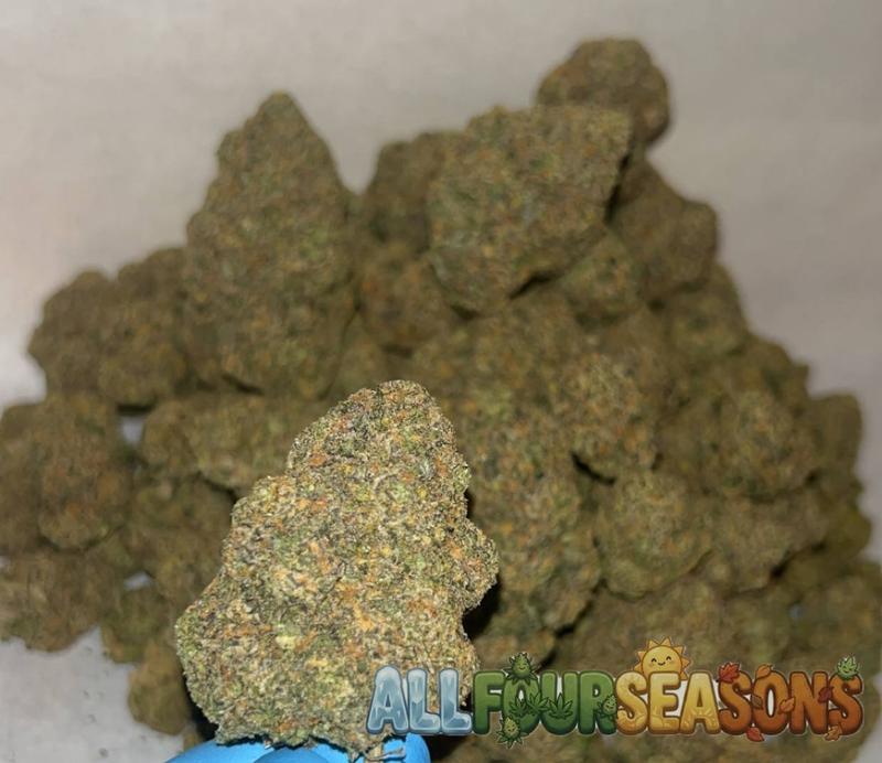 SAMPLE // REVIEWS