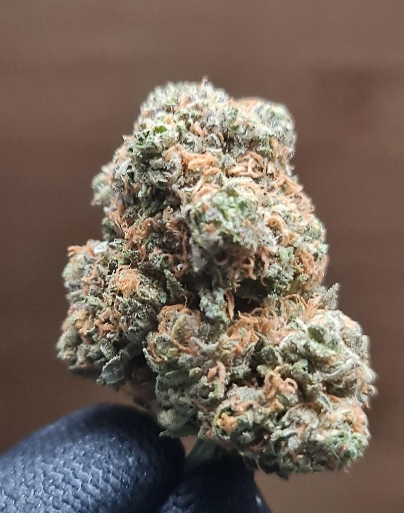 **BLUEBERRY - (FREE RM 1ST CLASS)**