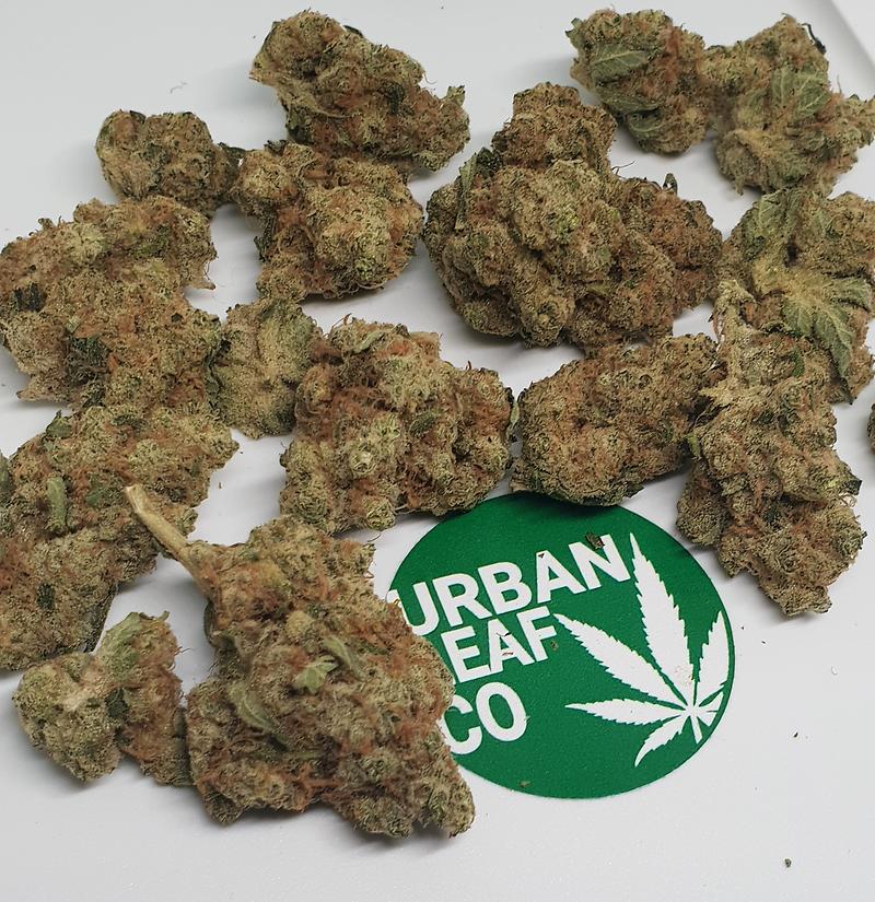 **SEQUOIA STRAWBERRY - (FREE RM 1ST CLASS DISPATCH)**