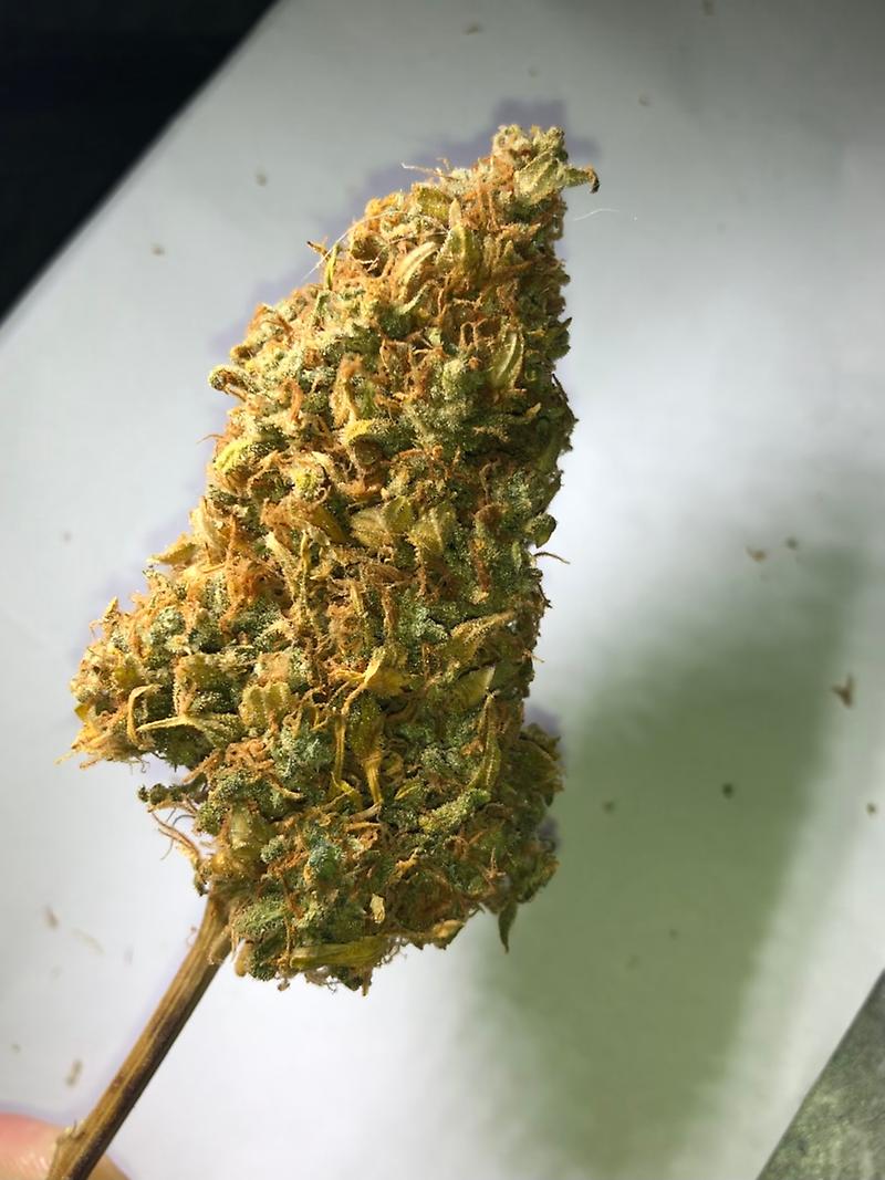Blue Kush (Blueberry x OG Kush)