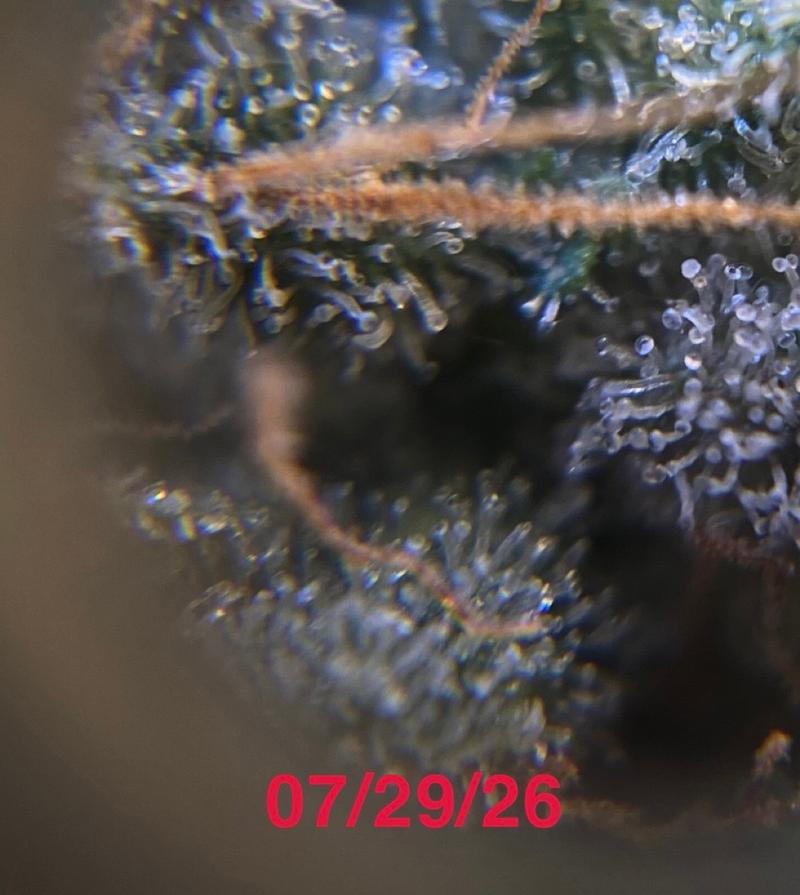 BigJuice Crisp Apple / Cali Genetics (Top-Shelf)
