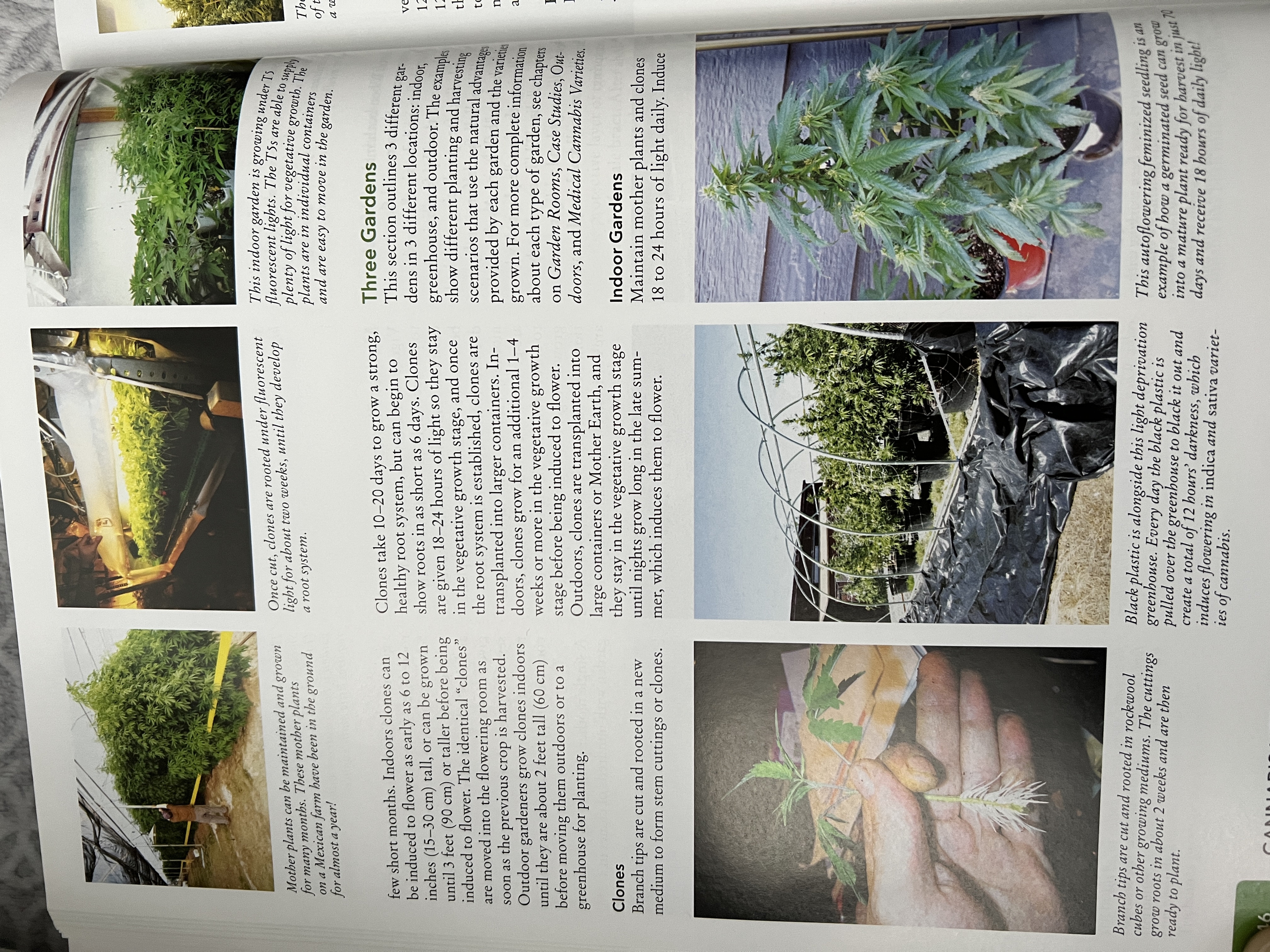 The Cannabis Encyclopaedia by J.C
