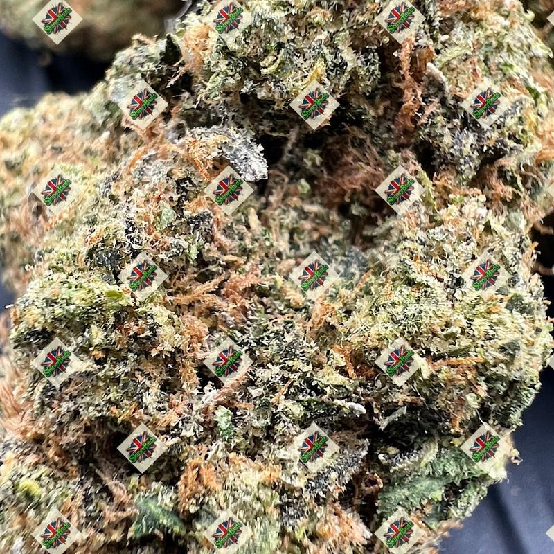 🇺🇸 Project Z EXOTIC GENETICS