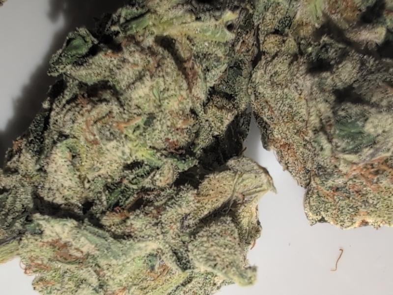 Z33 (Zkittlez x Gelato 33) UK TOP SHELF PREMIUM BUD