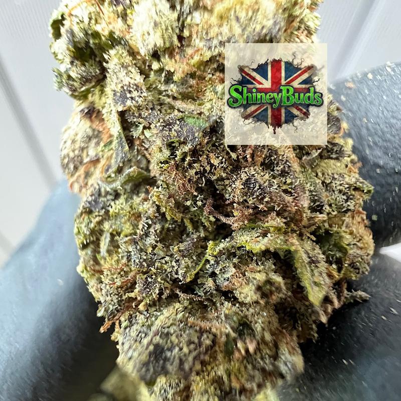 🇬🇧 Cherry Fade