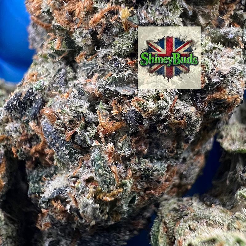 🇺🇸 Biscotti