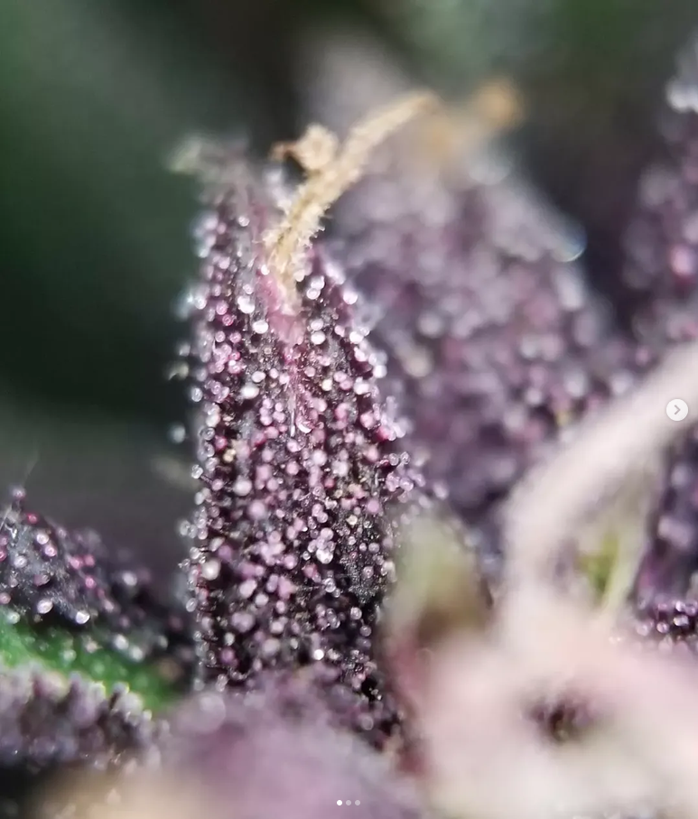 The Nature Farm Seeds